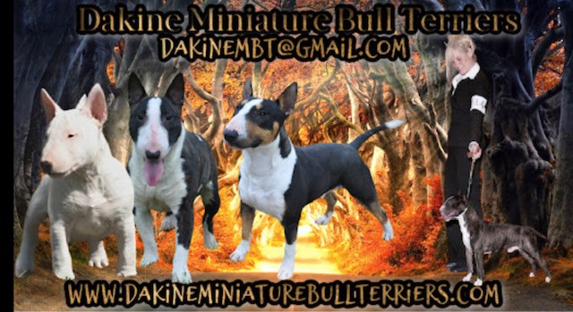 Dakine Miniature Bull Terriers Oregon and California