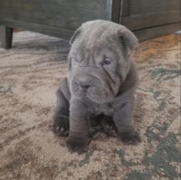 Danell Herzig - Chinese Shar Pei Stud