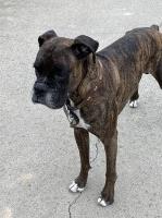 Jose Chavez - Boxer Stud