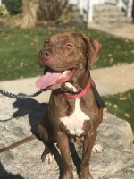Kenesha - American Pit Bull Terrier Stud