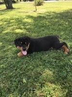 Halliday Kennels Rottweiler breeder