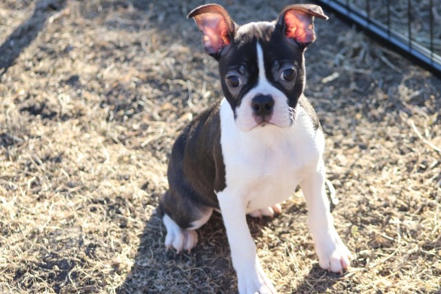 Boston Terrier Breeder 31677