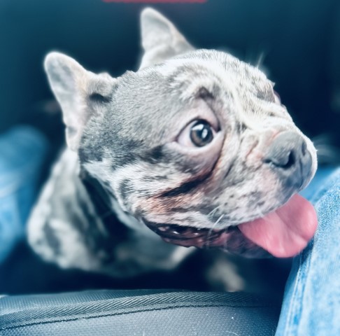 French Bulldog Stud 31675