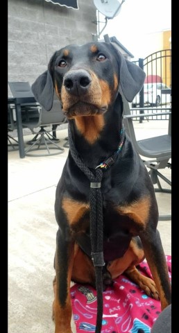 Doberman Pinscher Stud 29855