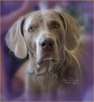 * Starshine Weimaraners * Weimaraner breeder
