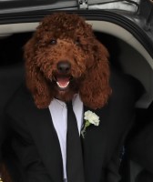 angie - Poodle Standard Stud