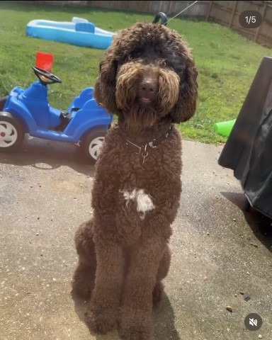 PoodleLoverGa