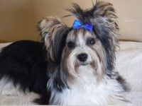 Kody Bobber - Yorkshire Terrier Stud