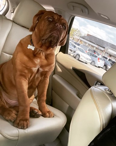 Dogue De Bordeaux Stud 30167