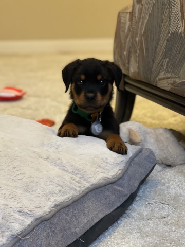 Rottweiler Stud 31533