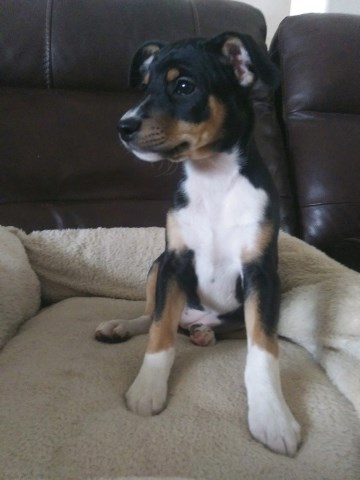 Rat Terrier Breeder 31944
