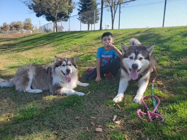 Calyopes Purpose Alaskan Malamute Club