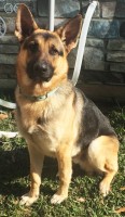 Thor - German Shepherd Dog Stud