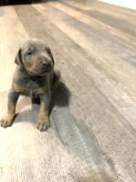 Vanwatchman Doberman Pinscher breeder