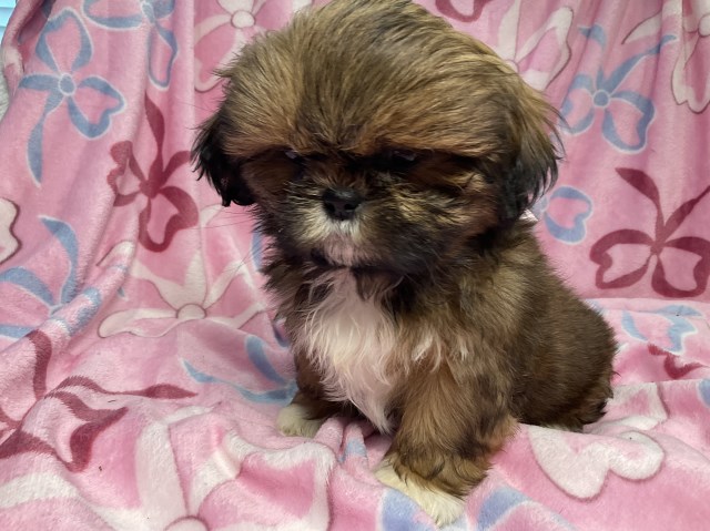 Be Dazzled Shihtzu