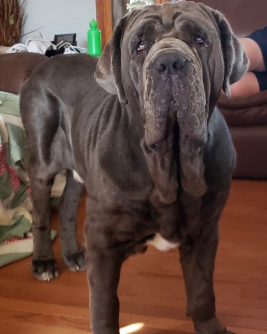 Neapolitan Mastiff Stud 27880