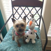 Deirra - Yorkshire Terrier Stud