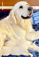 INGOLD Retrievers Golden Retriever breeder