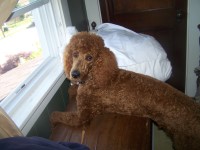 Debb Kiger - Poodle Standard Stud