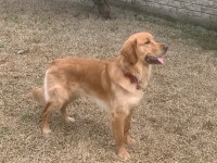 Jessica Rabena - Golden Retriever Stud