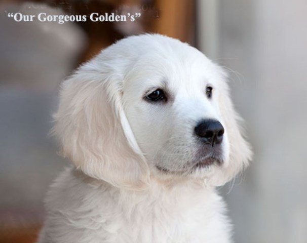 Golden Retriever Breeder 25763