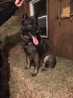 Cloverdaleshepherds German Shepherd Dog breeder