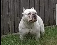 Didier Beruvides - American Pit Bull Terrier Stud