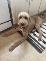Zac Coley - Goldendoodle Stud