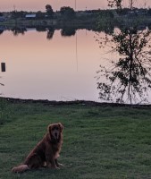 Justin hawkins - Golden Retriever Stud