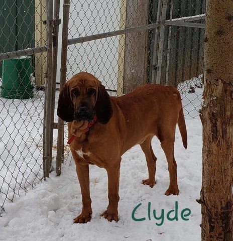 The Triple H Bloodhounds and Labs