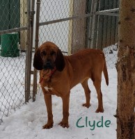 Bloodhound thumbnail