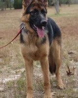 Kedeca German shepherds German Shepherd Dog breeder