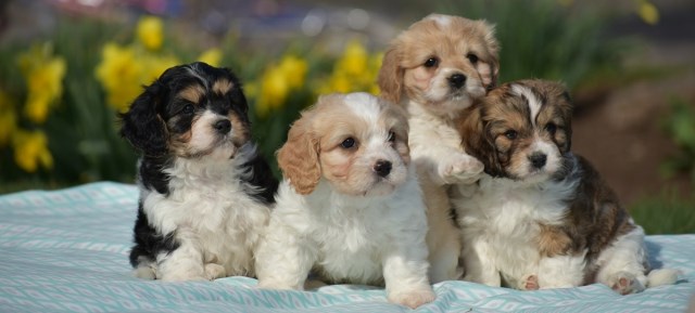 MOUNTAIN VIEW PUPPIES