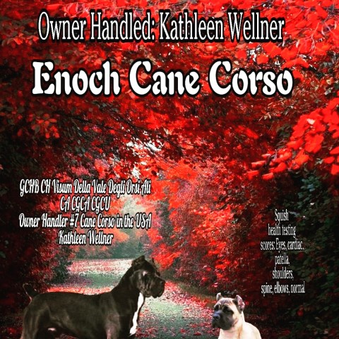 Cane Corso Breeder 26362