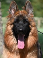 Last Breeder Listed
