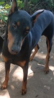 Bob - Doberman Pinscher Stud