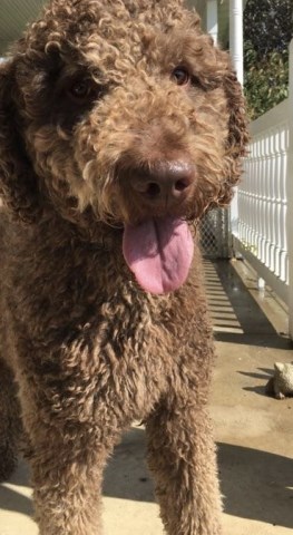 Shaggy Bark Goldendoodles