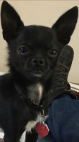 John - Chihuahua Stud