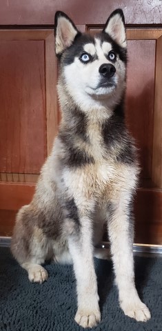 Siberian Husky Stud 29434