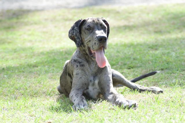 Great Dane Stud 26718