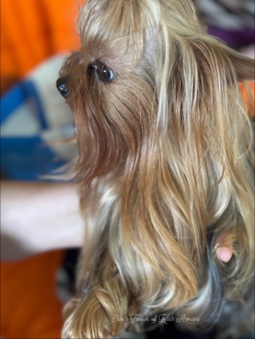 Yorkshire Terrier Stud 31842