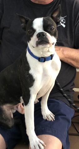 Boston Terrier Stud 30700