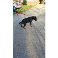 d2p Rottweiler breeder