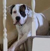 Rick geren - American Bulldog Stud