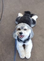 Debra Woog - Yorkipoo Stud