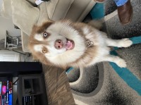 Christina - Siberian Husky Stud