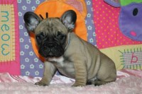 Ericka - French Bulldog Breeder French Bulldog breeder