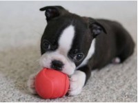 Ravensview Farms Boston Terrier breeder