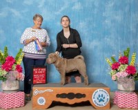 Schaffer's Sharpeis Chinese Shar Pei breeder