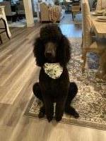 Janeice Chambers - Poodle Standard Stud